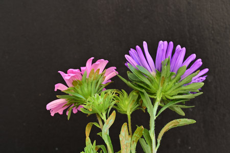 purple asters on a black background, closeup of photoの写真素材