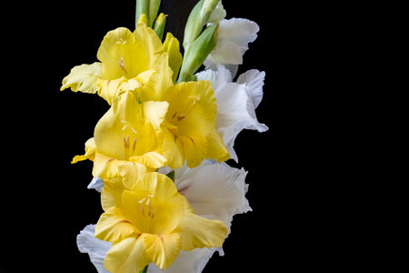 Beautiful gladiolus flowers on black background, close-upの写真素材