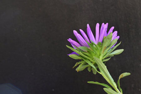 Purple flower on a black background with copy space for text.の写真素材