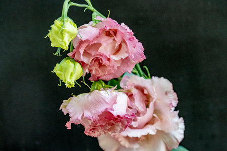 bouquet of pink flowers on a black backgroundの写真素材