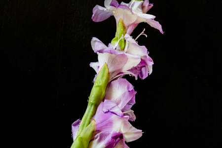 Purple gladiolus on a black background. Close-up.の写真素材