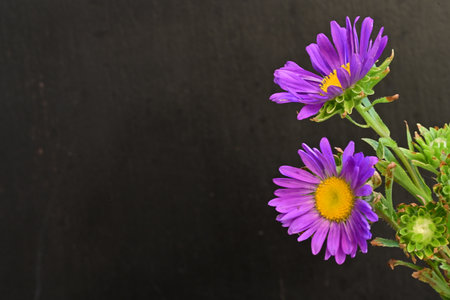 Purple aster flowers on black background with copy space for your textの写真素材
