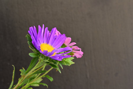 Purple asters on a black background with space for text.の写真素材