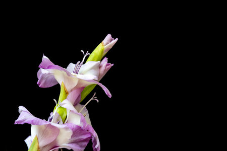 gladiolus flower isolated on black background with space for textの写真素材