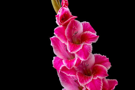 Beautiful pink gladiolus flower isolated on a black background.の写真素材