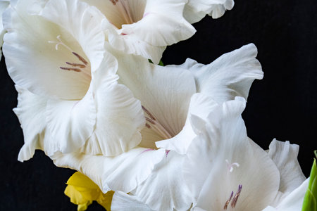 Beautiful gladiolus flowers on black background, close-upの写真素材