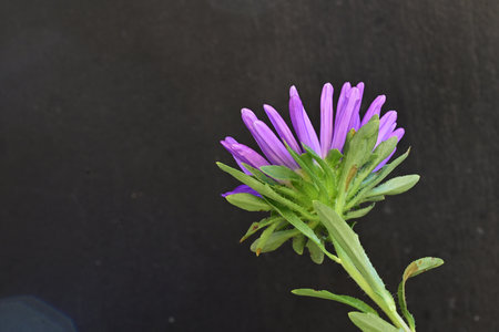 purple flower on a black background, close-up, macroの写真素材