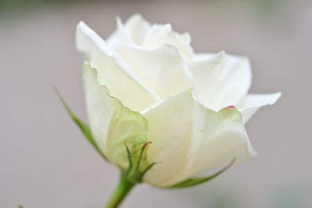 white rose in the garden, shallow depth of field, selective focusの写真素材