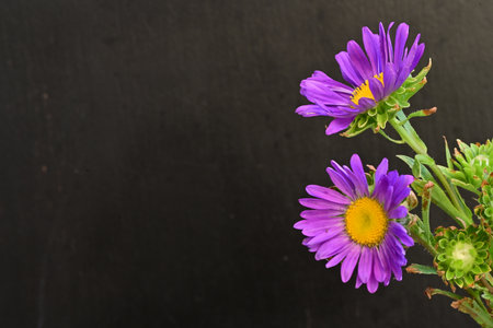 Purple aster flowers on black background with copy space for your textの写真素材