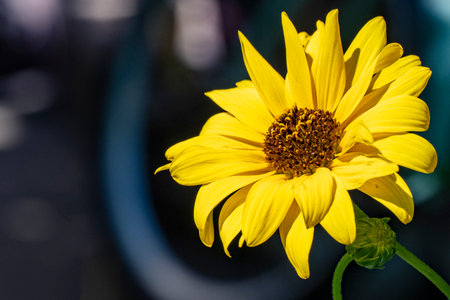 Close up of a yellow sunflower in a pot with blurred background