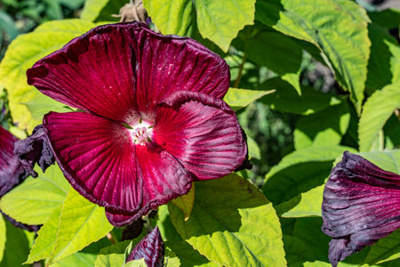 Purple flower with green leaves in the gardenの写真素材