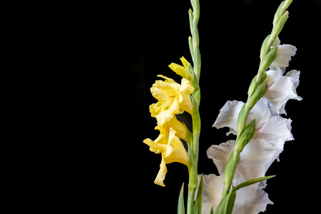 yellow and white gladiolus on a black background close-upの写真素材