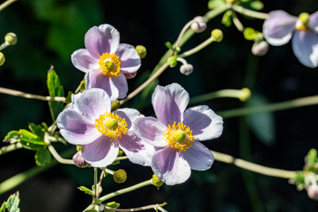 Anemone japonica, Japanese anemone, Japanese anemoneの写真素材