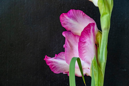Beautiful gladiolus flower on black background. Studio shot.の写真素材