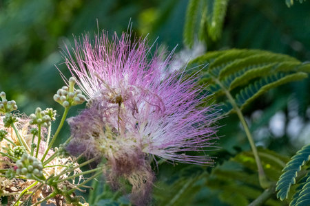 Close up of pink flower of Albizia julibrissinの写真素材