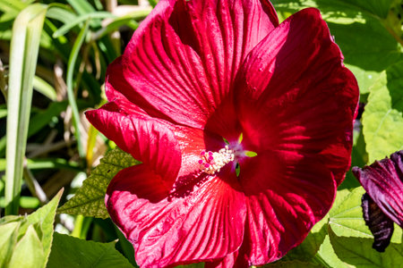 Red hibiscus flower closeup in the garden on sunny summer dayの写真素材