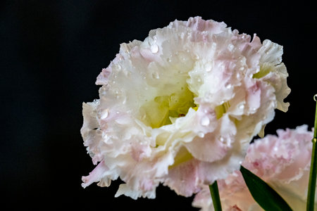 White and pink freesia flower with water drops on black backgroundの写真素材