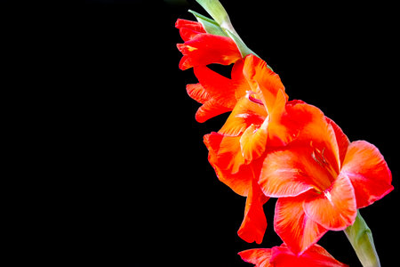 Beautiful gladiolus flower isolated on black background, close upの写真素材
