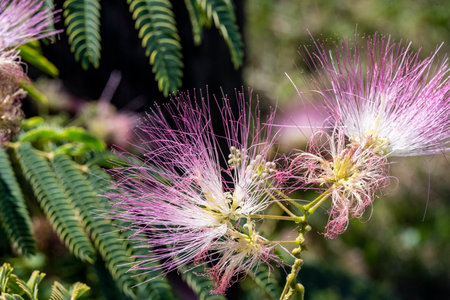 Close up of the pink flowers of Albizia julibrissin plant.の写真素材