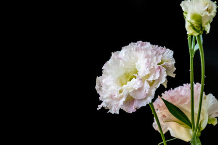 Beautiful flowers on black background. Studio shot.の写真素材