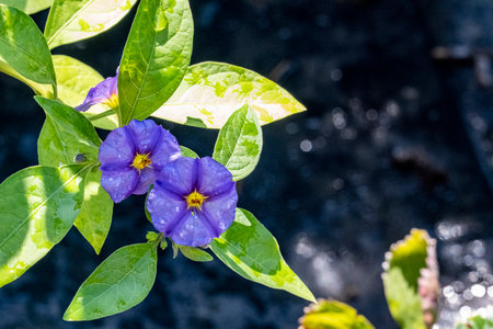 Purple flower and green leaf in the garden, Thailand.の写真素材