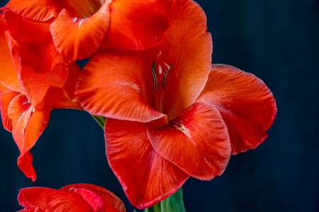 Beautiful red gladiolus flower on a dark background close upの写真素材