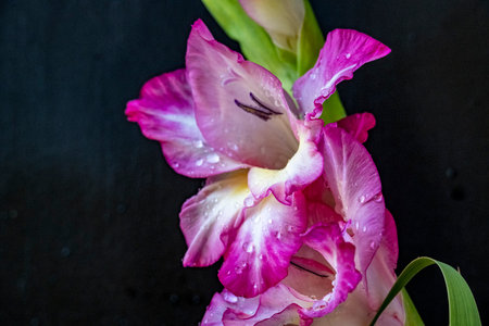 Beautiful pink gladiolus flower on black background, close upの写真素材