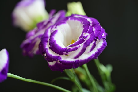 Beautiful purple eustoma flower on black background, closeupの写真素材