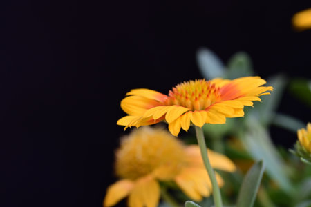 Beautiful yellow flowers on black background, close-up, selective focusの写真素材