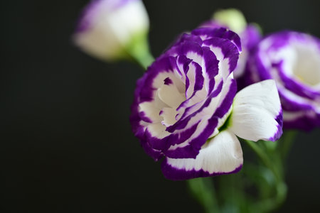 purple and white on a dark background close upの写真素材