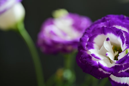 purple eustoma flowers close-up, shallow depth of fieldの写真素材