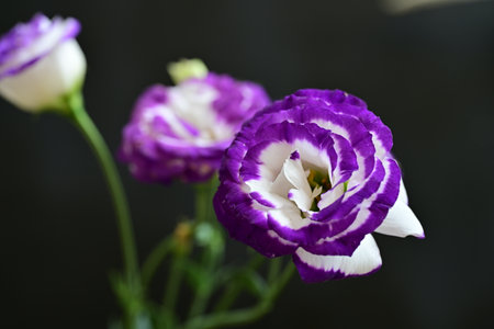 purple and white eustoma flowers on black background close upの写真素材