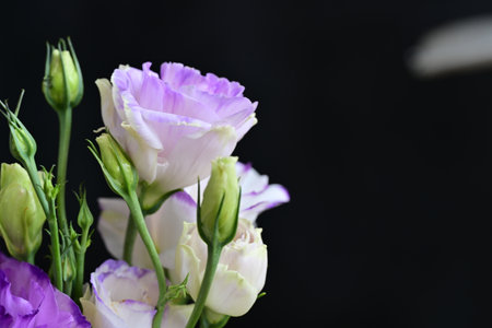 Bouquet of purple and white flowers on black backgroundの写真素材