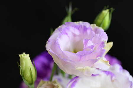 Beautiful flowers on black background, close up viewの写真素材