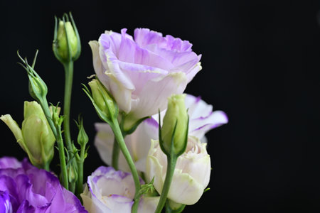 bouquet of purple and white eustoma flowers on black backgroundの写真素材