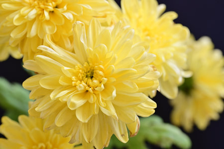 Yellow chrysanthemum flowers close up on black background.の写真素材