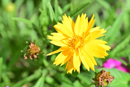 Beautiful yellow flower in the garden, closeup of photo.の写真素材