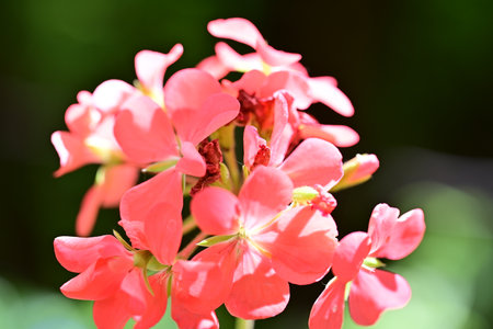 Red geranium flowers in the garden, closeup of photo.