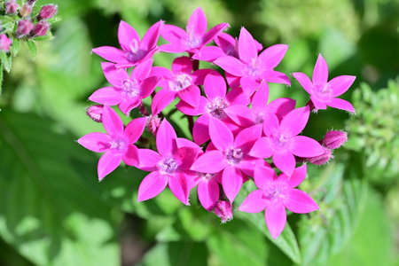 Beautiful pink flower in the garden on a sunny summer day.
