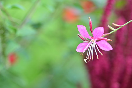 Pink Fireweed flower in the garden, Thailand. (Epilobium angustifolium)の写真素材