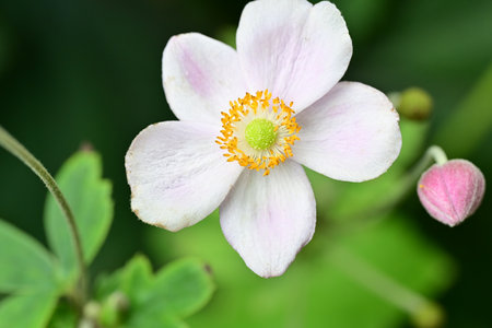 Anemone japonica, Japanese anemone, Japanese anemoneの写真素材