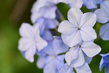 Close up of blue and white flowers of Plumbago auriculata