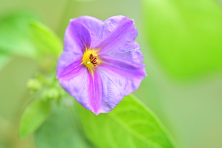 Purple flowerの写真素材