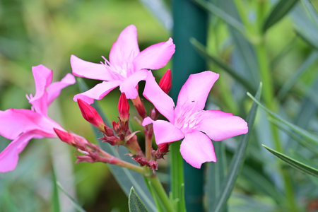 Pink oleander flowers in the garden, Thailand. (Nerium oleander)