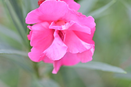 Pink oleander flower in the garden. (Soft focus)