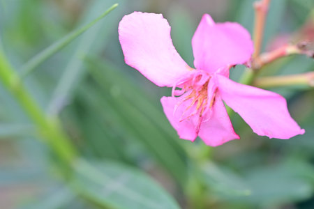 Pink oleander flower in the garden, selective focus point.