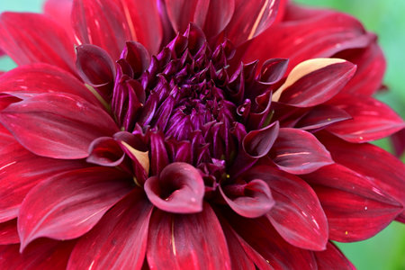 Beautiful red dahlia flower close-up. Nature backgroundの写真素材