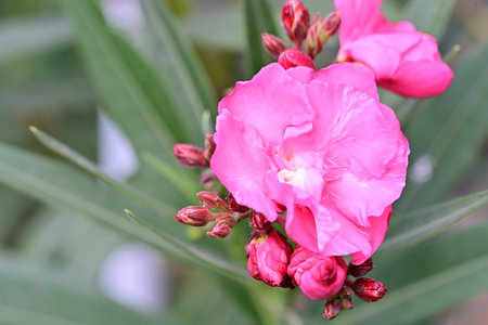 Pink oleander flower in the garden, closeup of photo
