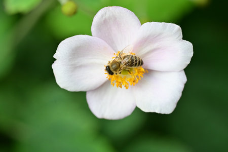 White flower with a bee on a green background, close-up