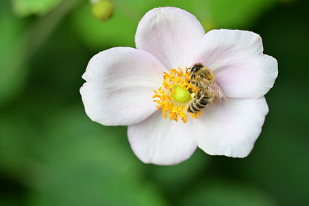 Bee on a flower of Japanese anemone (Anemone japonica)